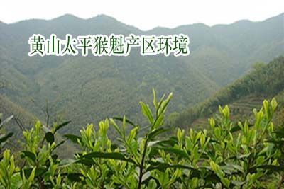 辨別優質正品太平猴魁.jpg
