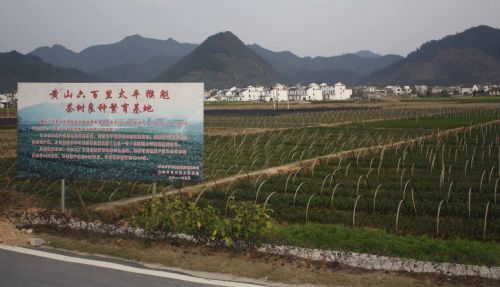 六百里茶樹(shù)良種繁育三口基地.jpg